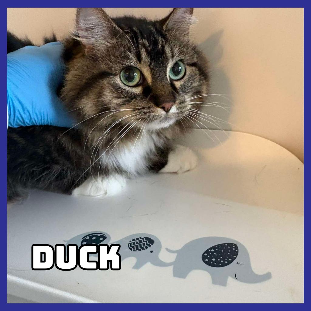 Duck, Adoptable, Adult Female Domestic Long Hair.