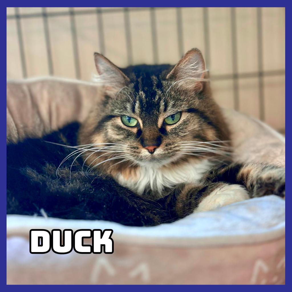 Enlarge Duck, a Adoptable Domestic Long Hair in Glenwood, MN image 4/4
