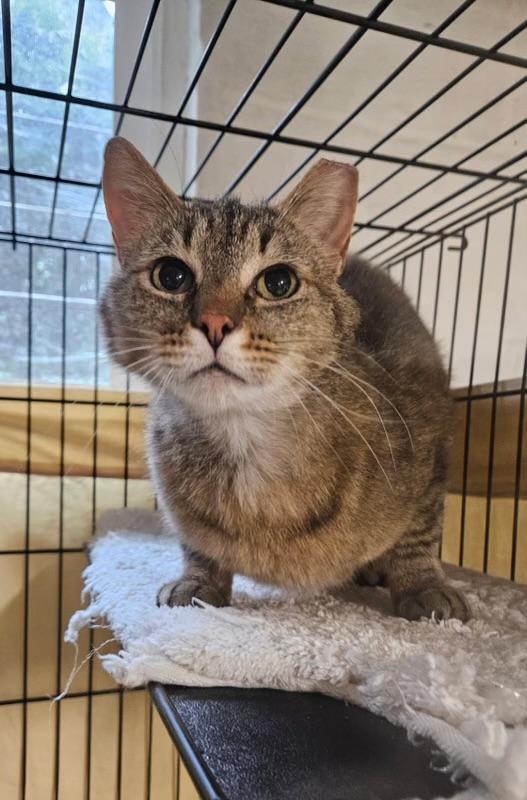 Catalina, a ADOPTABLE Domestic Short Hair in North East, MD image 2/3