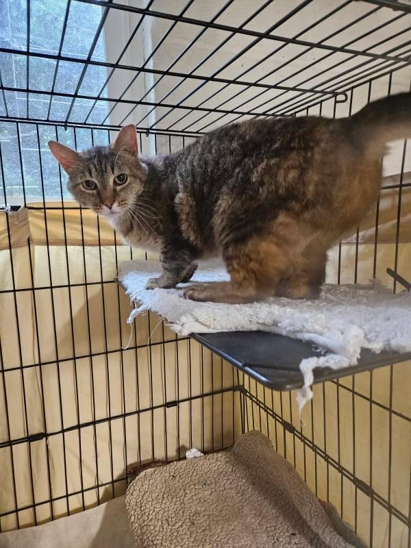 Catalina, a ADOPTABLE Domestic Short Hair in North East, MD image 3/3