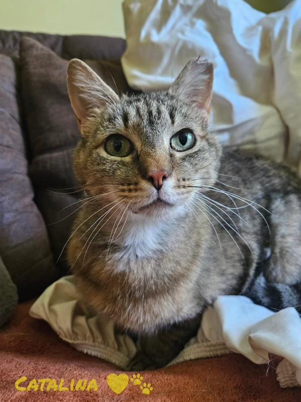Catalina, a ADOPTABLE Domestic Short Hair in North East, MD image 1/3