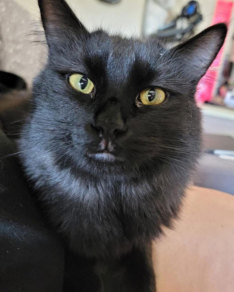 Pierre (Napa HM), Adoptable, Young Male Domestic Long Hair & Maine Coon.