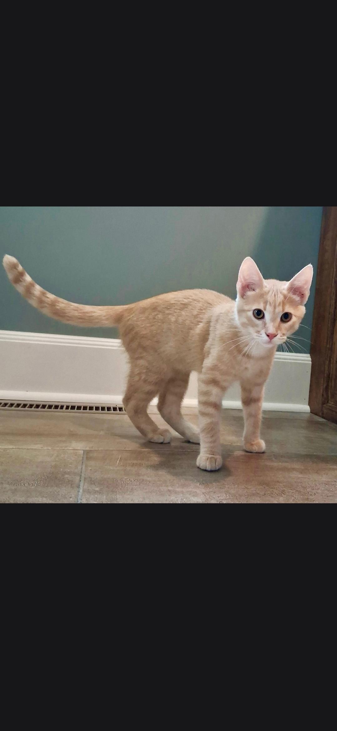 Enlarge Remi, a ADOPTABLE Domestic Short Hair in Medford, WI image 1/1