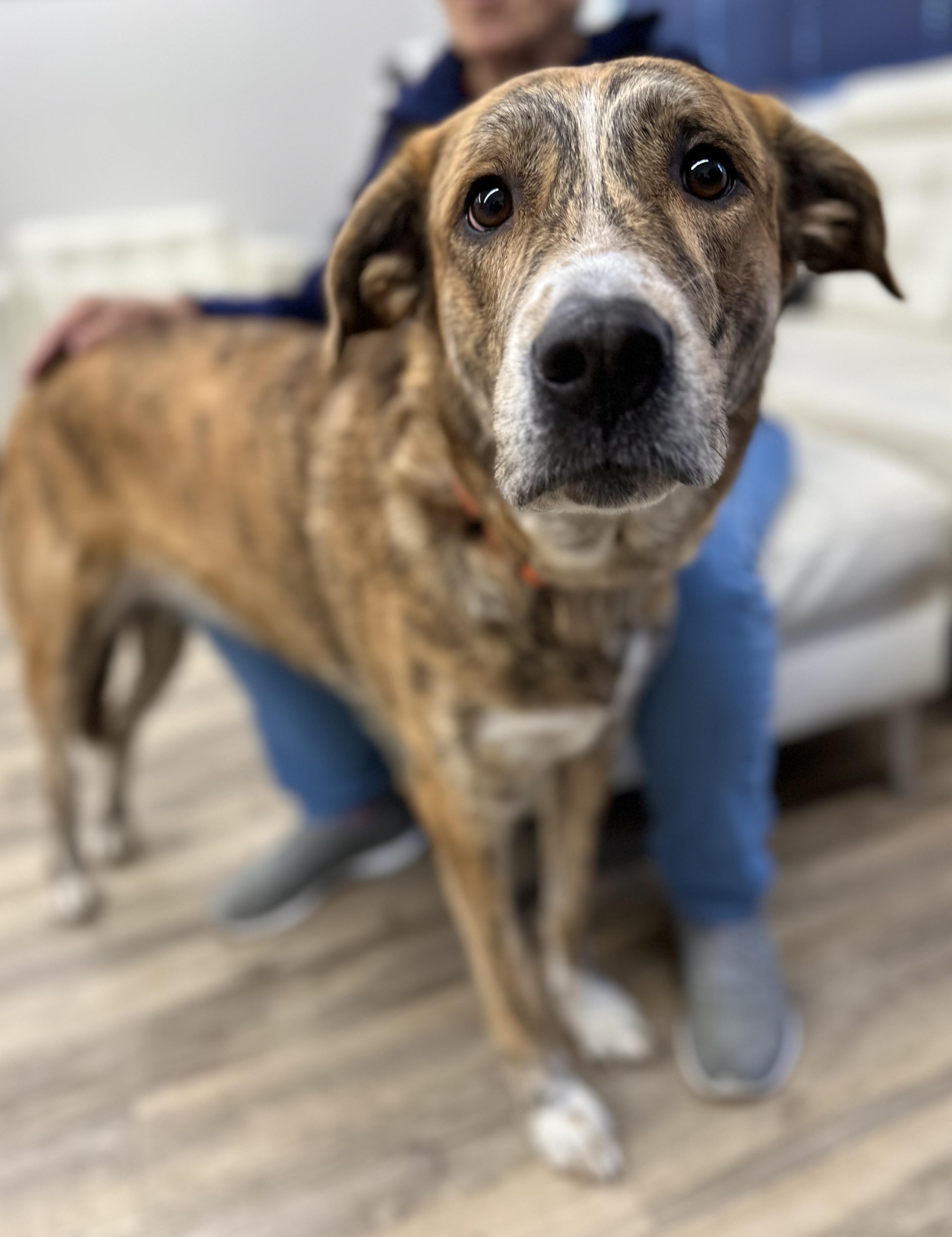 Enlarge Nayla 0125, a Adoptable mixed breed in Sonora, CA image 2/6