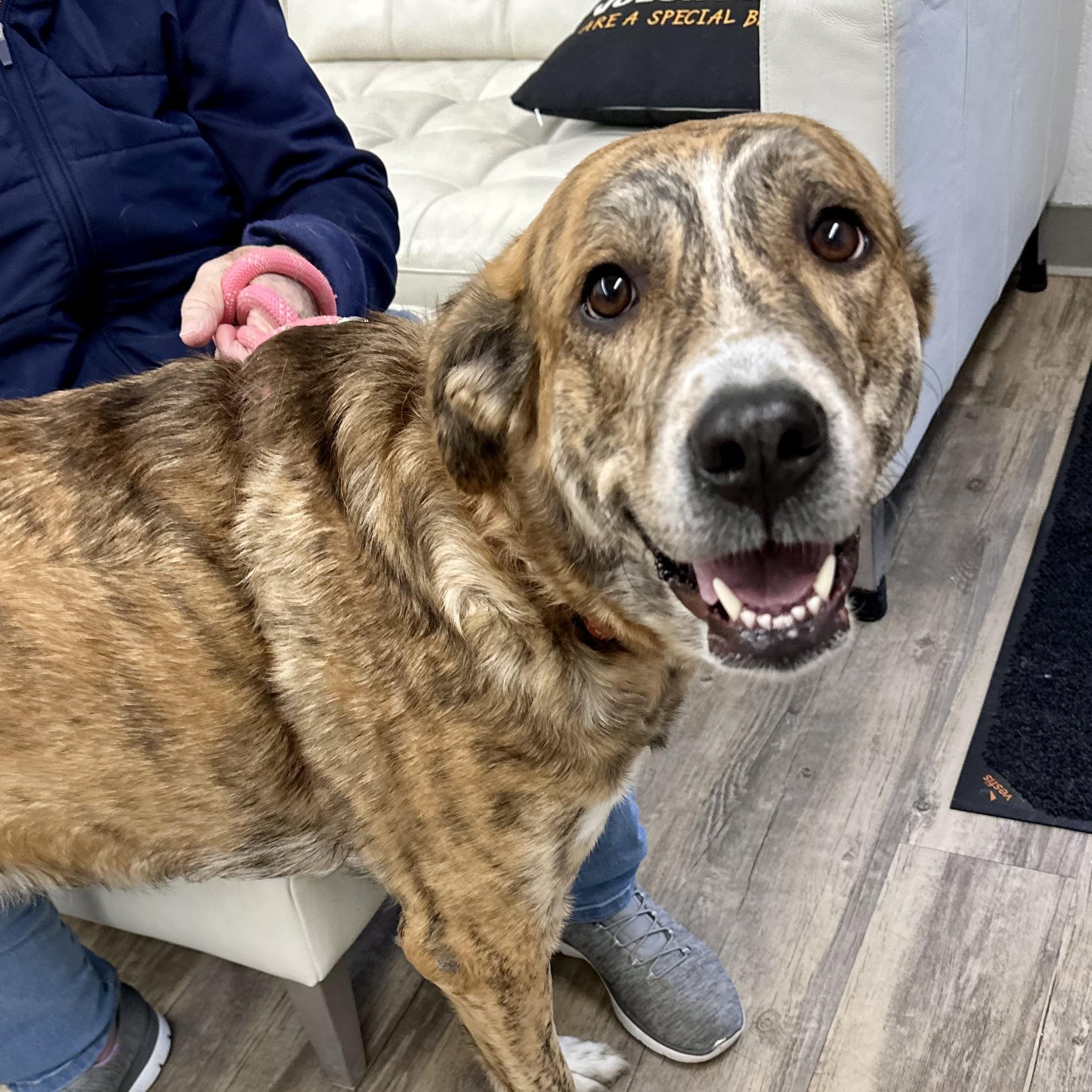 Enlarge Nayla 0125, a Adoptable mixed breed in Sonora, CA image 1/6