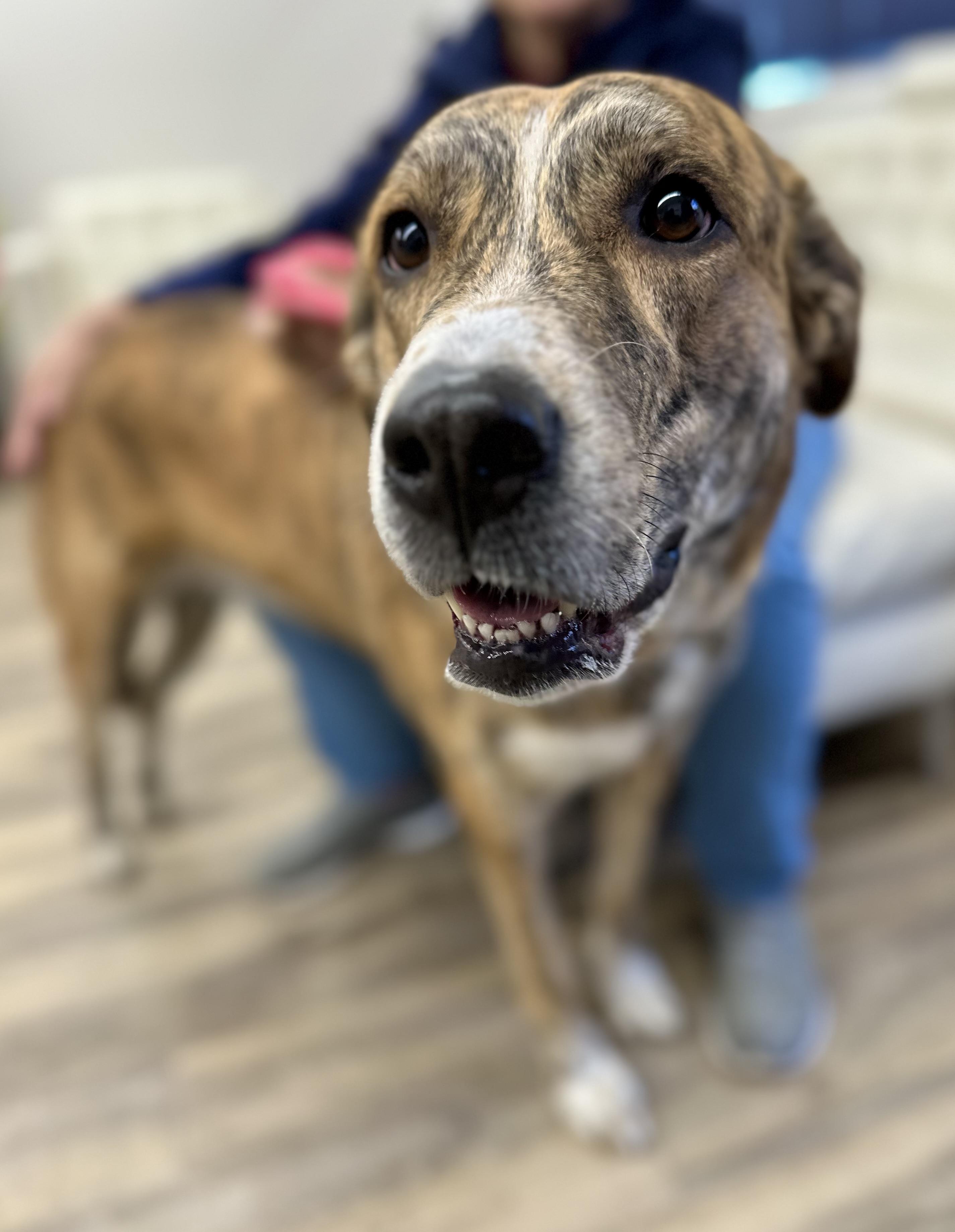 Enlarge Nayla 0125, a Adoptable mixed breed in Sonora, CA image 3/6