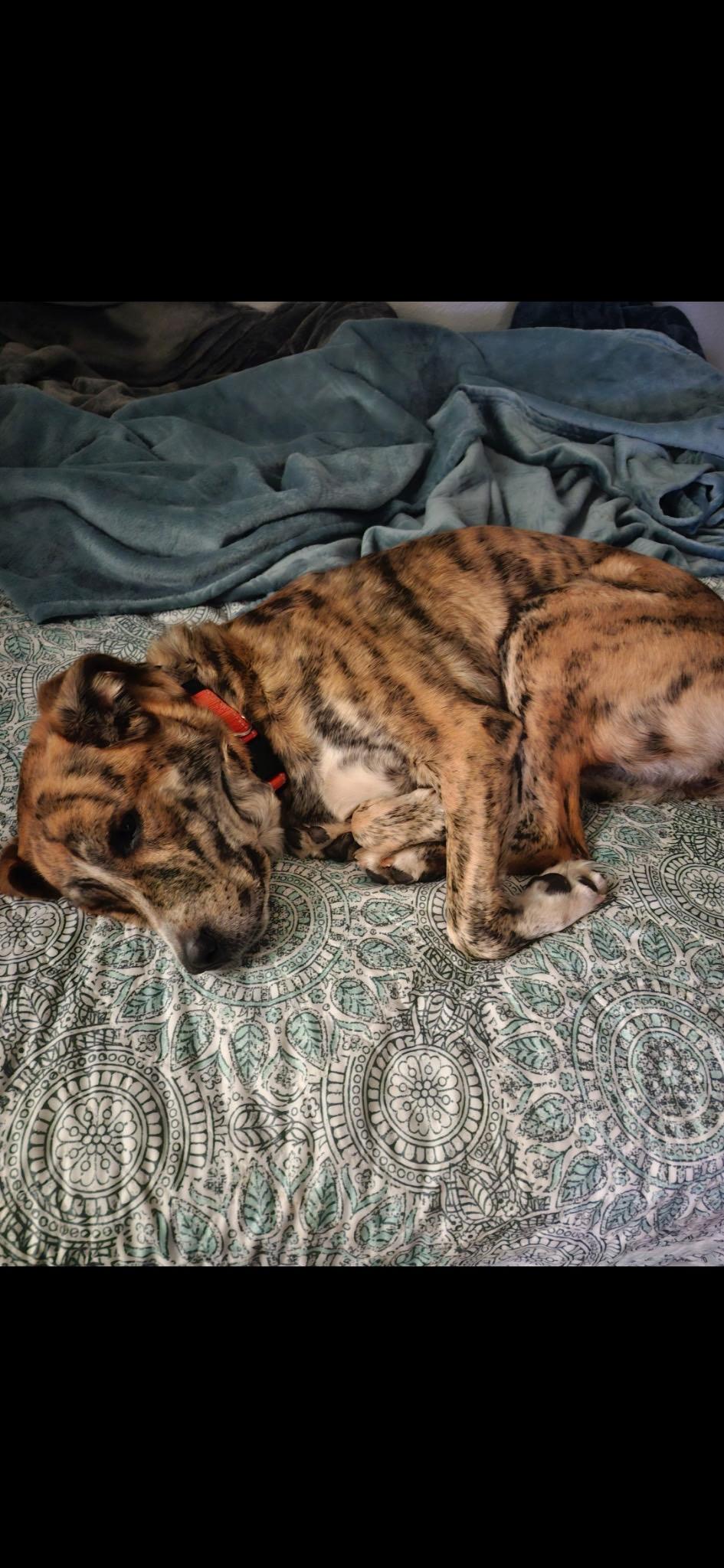 Nayla