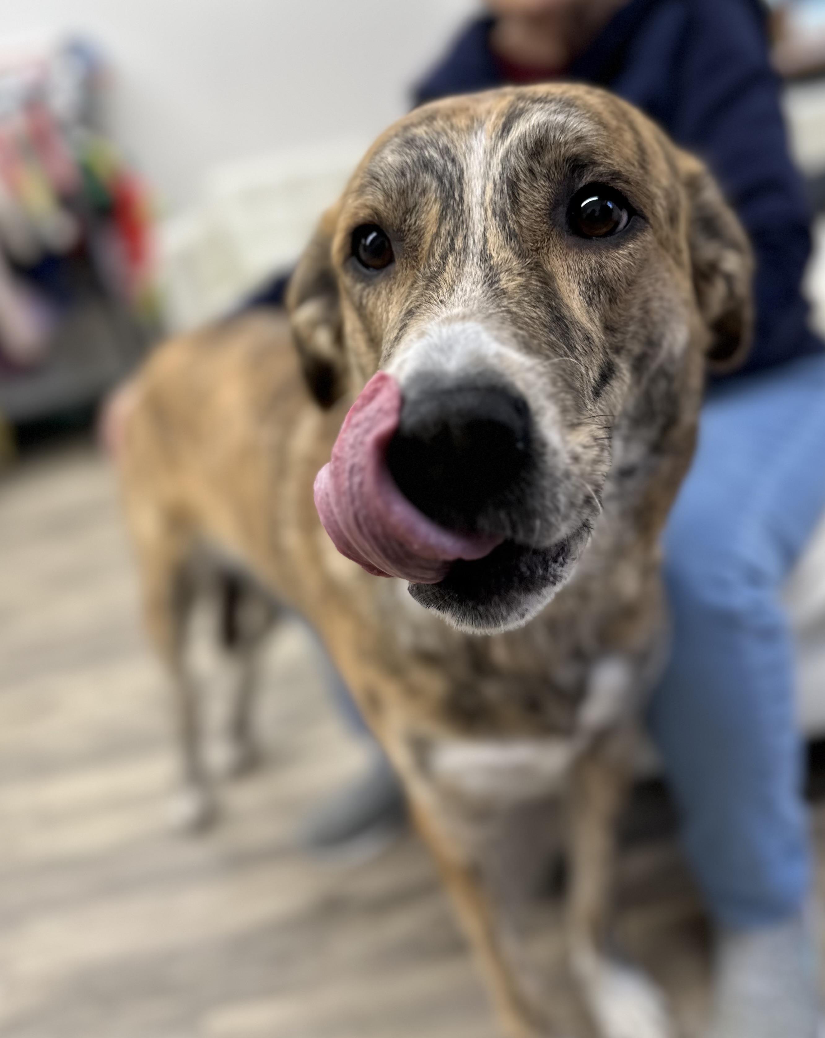 Enlarge Nayla 0125, a Adoptable mixed breed in Sonora, CA image 4/6