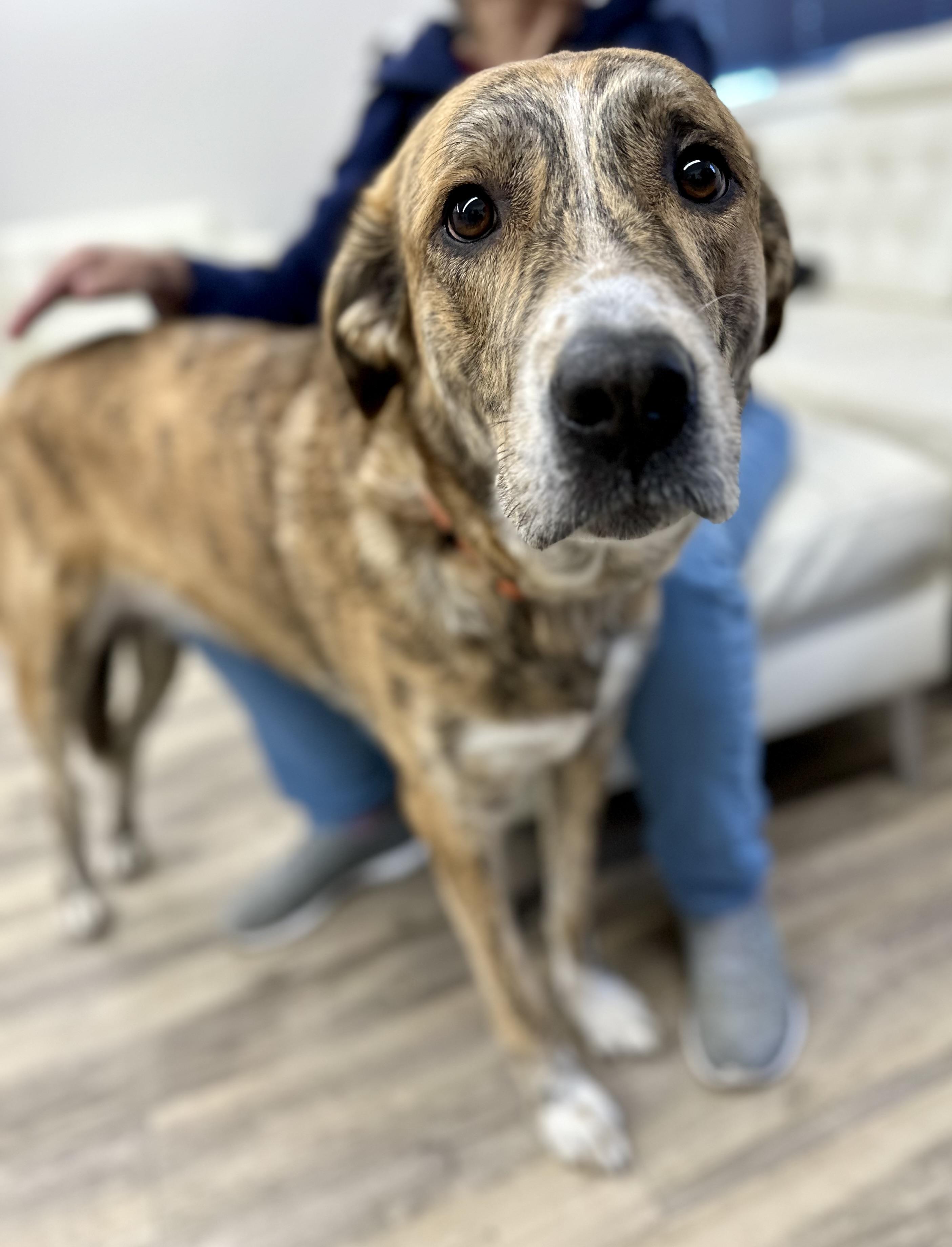 Enlarge Nayla 0125, a Adoptable mixed breed in Sonora, CA image 5/6