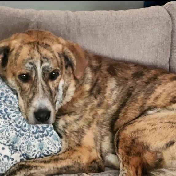 Enlarge Nayla 0125, a Adoptable mixed breed in Sonora, CA image 6/6