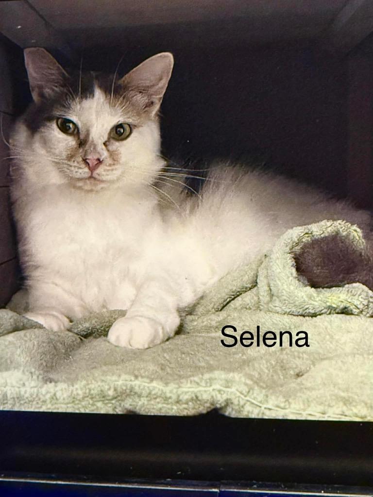 Selena, Adoptable, Adult Female Domestic Short Hair.