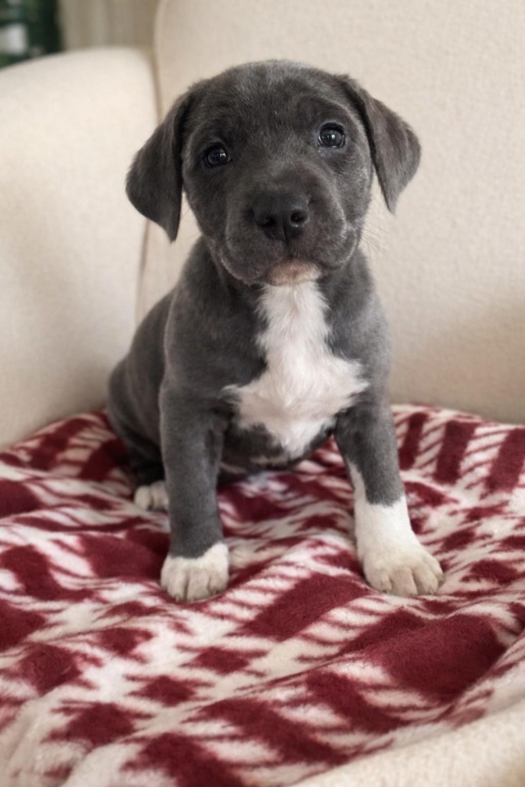 Enlarge Keefe, a ADOPTABLE American Staffordshire Terrier in Evergreen, CO image 1/1