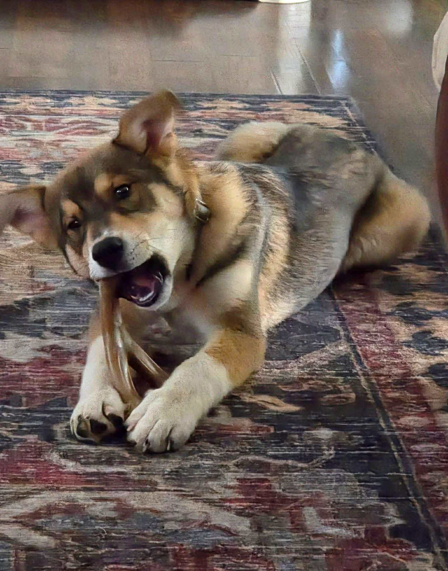 Enlarge Cody, a ADOPTABLE mixed breed in Mechanicsburg, PA image 2/2