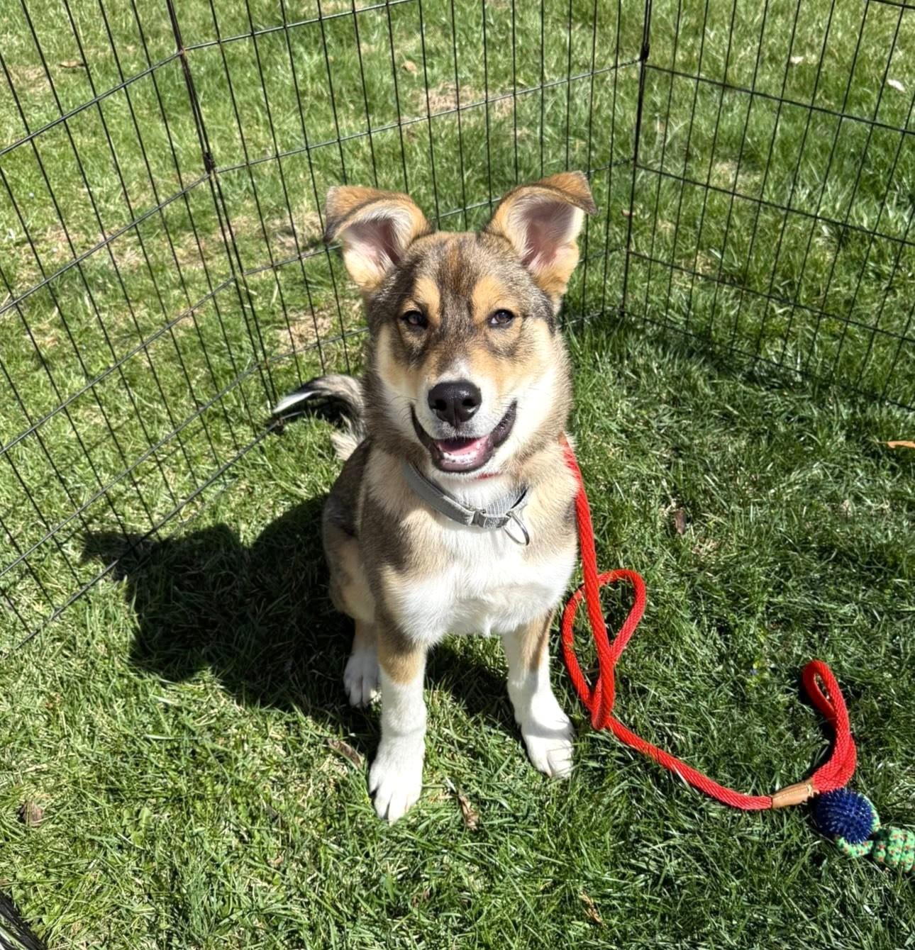 Enlarge Cody, a ADOPTABLE mixed breed in Mechanicsburg, PA image 1/2