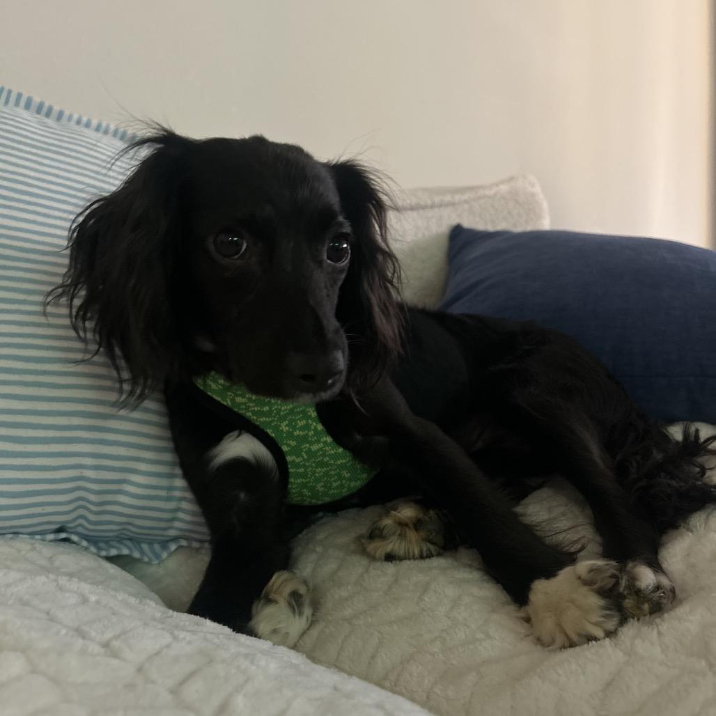 Enlarge Chamomile, a Adoptable mixed breed in Arlington, VA image 1/3