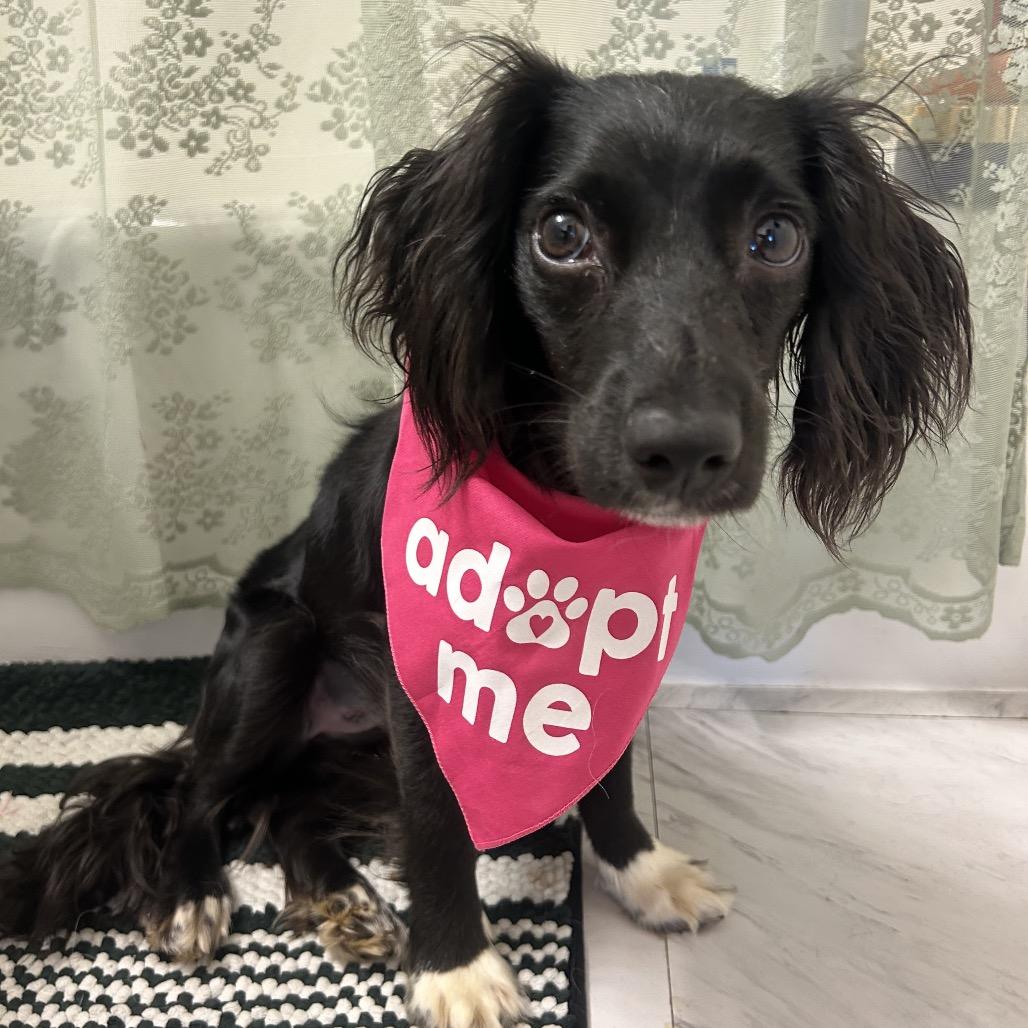 Enlarge Chamomile, a Adoptable mixed breed in Arlington, VA image 2/3