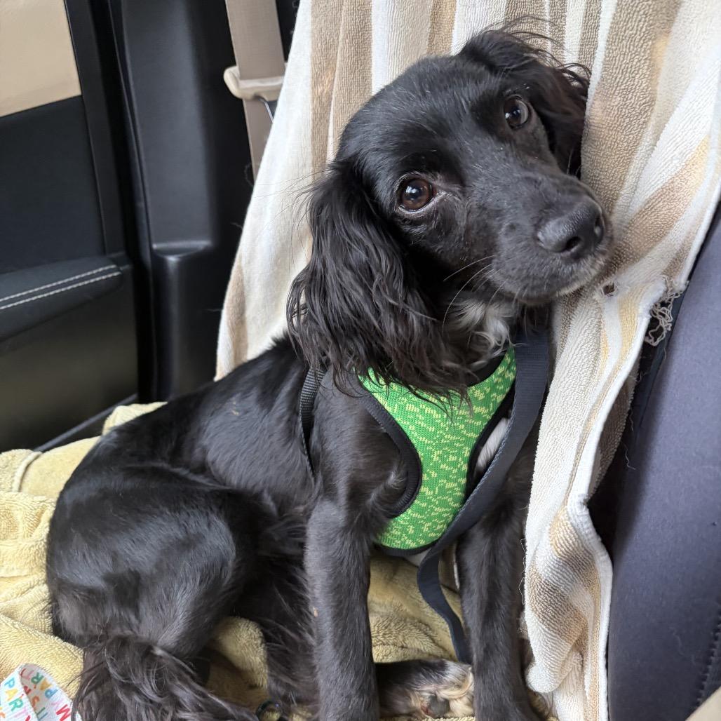 Enlarge Chamomile, a Adoptable mixed breed in Arlington, VA image 3/3