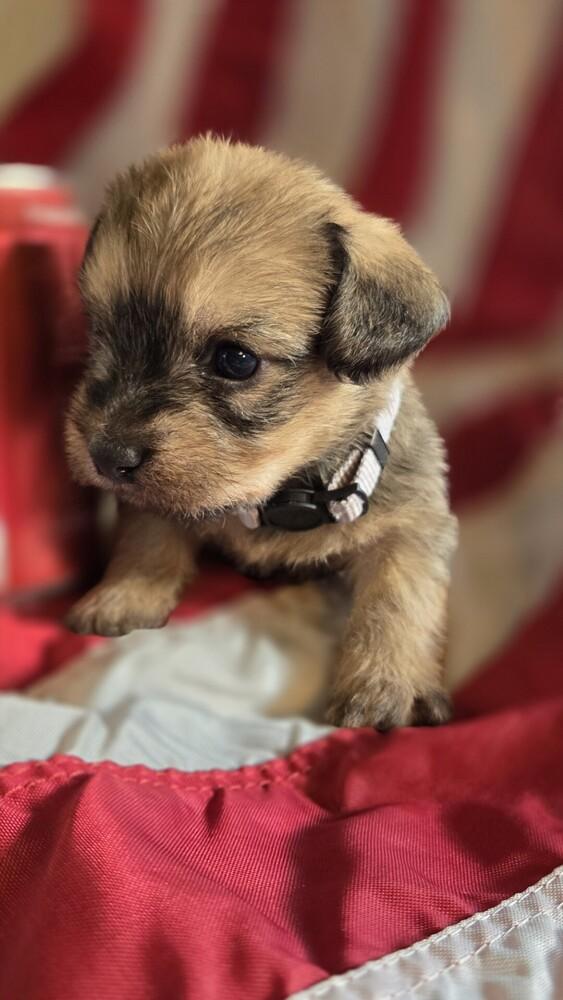 Enlarge Thomas Jefferson, a Adoptable mixed breed in Spokane, WA image 3/4