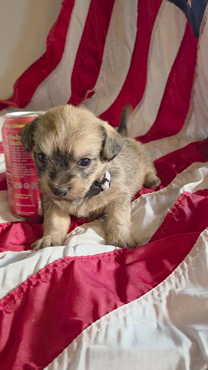 Enlarge Thomas Jefferson, a Adoptable mixed breed in Spokane, WA video 4/4
