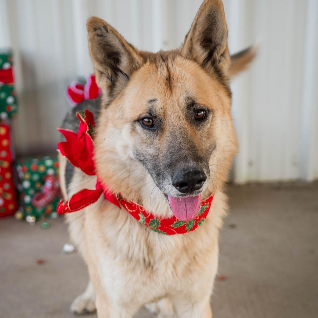 Enlarge Sam, a Adoptable German Shepherd Dog in Collinsville , OK image 1/4