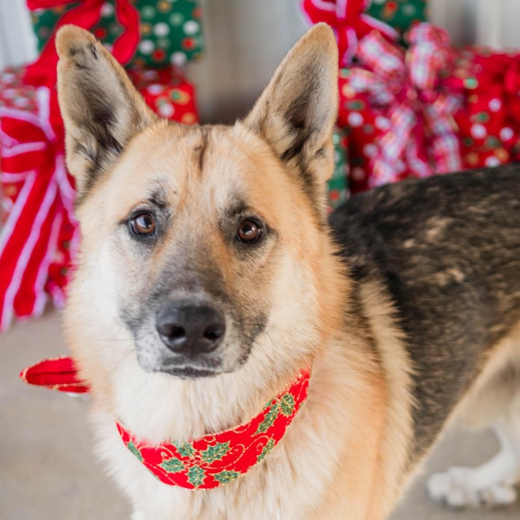 Enlarge Sam, a Adoptable German Shepherd Dog in Collinsville , OK image 2/4