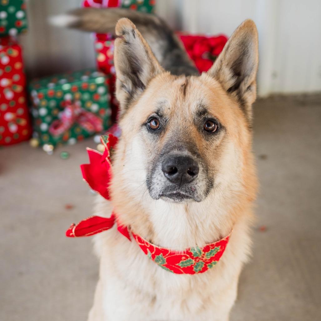 Enlarge Sam, a Adoptable German Shepherd Dog in Collinsville , OK image 3/4