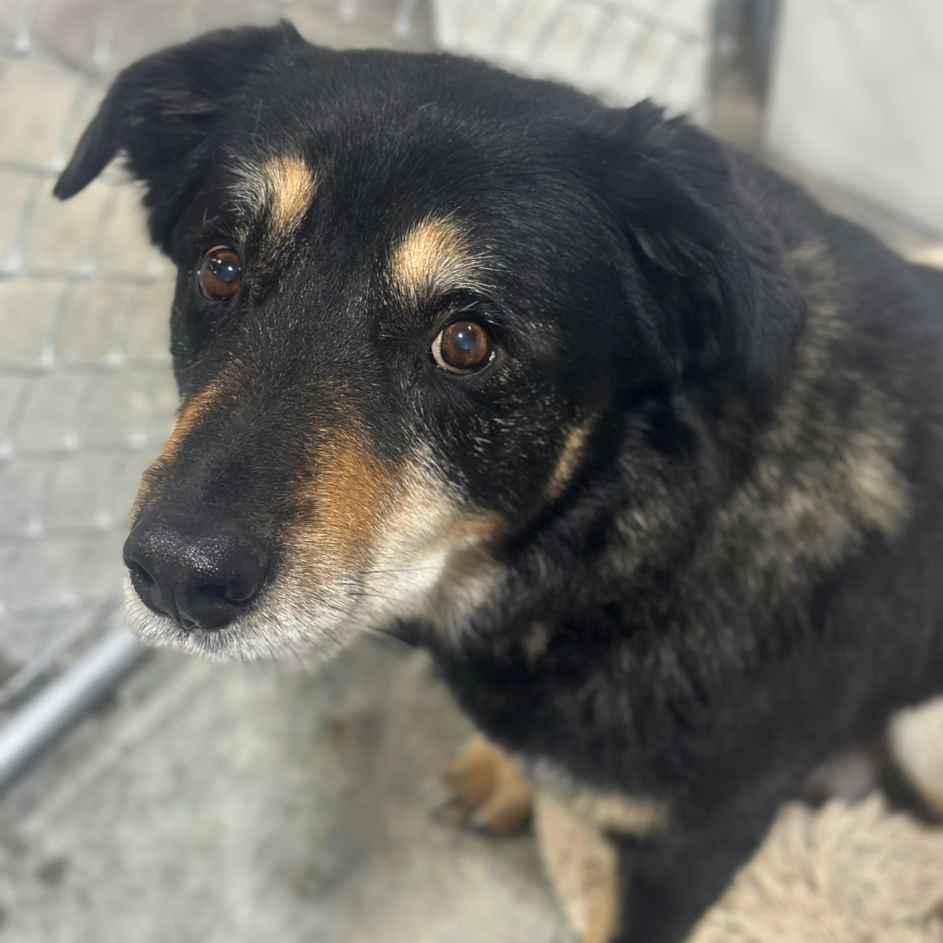 Gary, adopted, Senior Male German Shepherd Dog.
