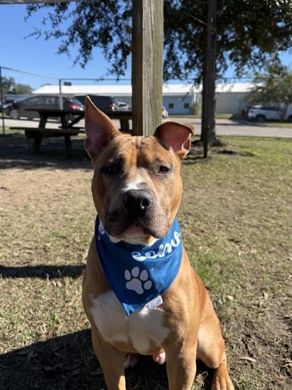 Juno, Adoptable, Adult Male Terrier & Mixed Breed.