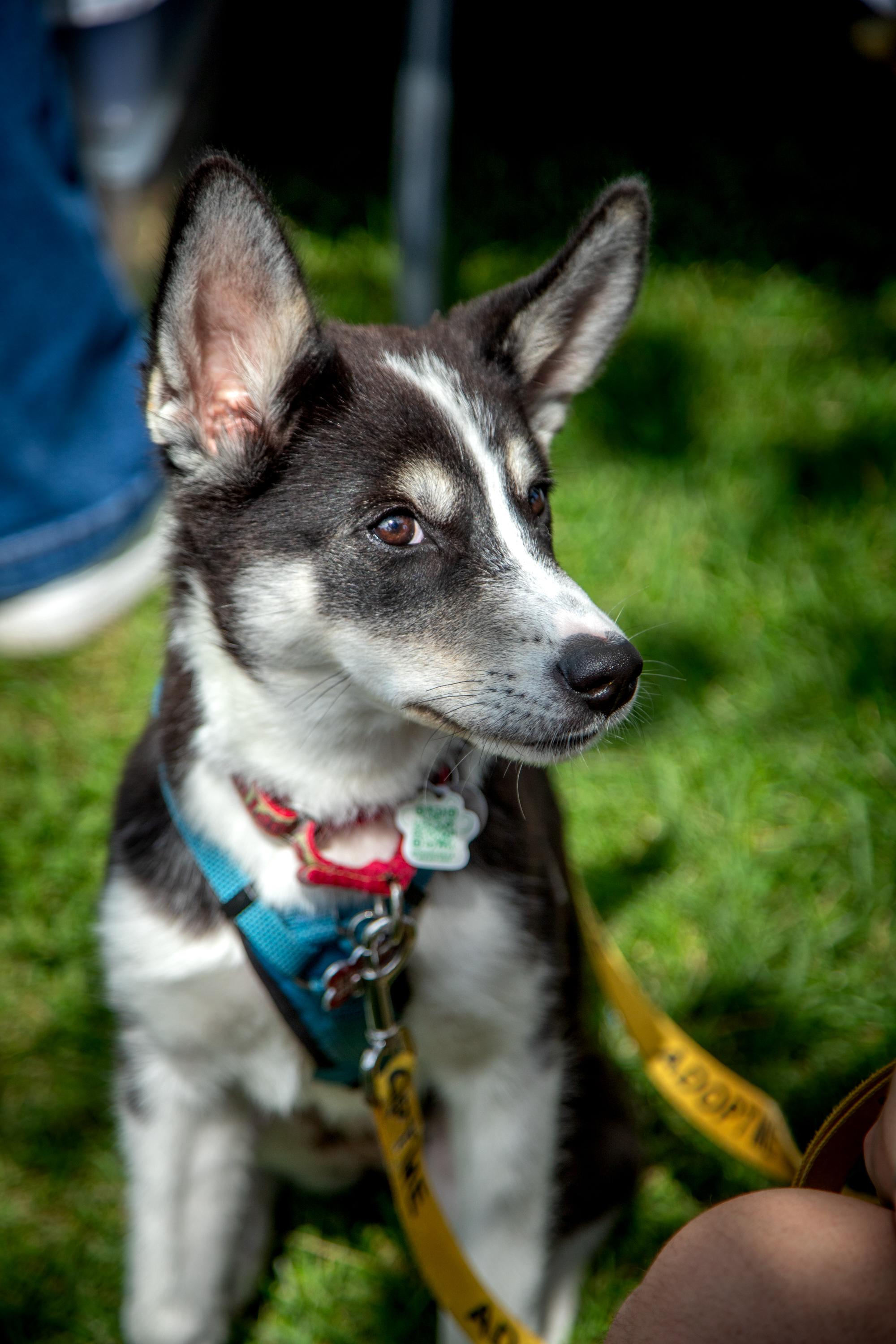 Lottie, a ADOPTABLE mixed breed in Mississauga, ON image 4/6