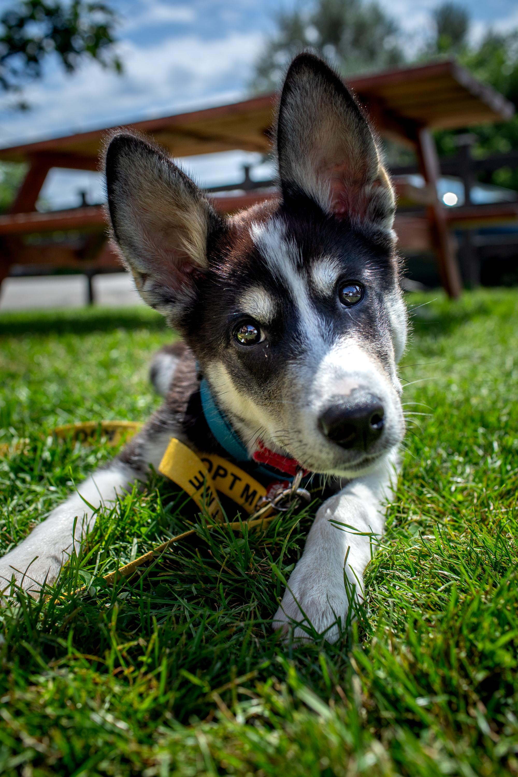Lottie, a ADOPTABLE mixed breed in Mississauga, ON image 1/6