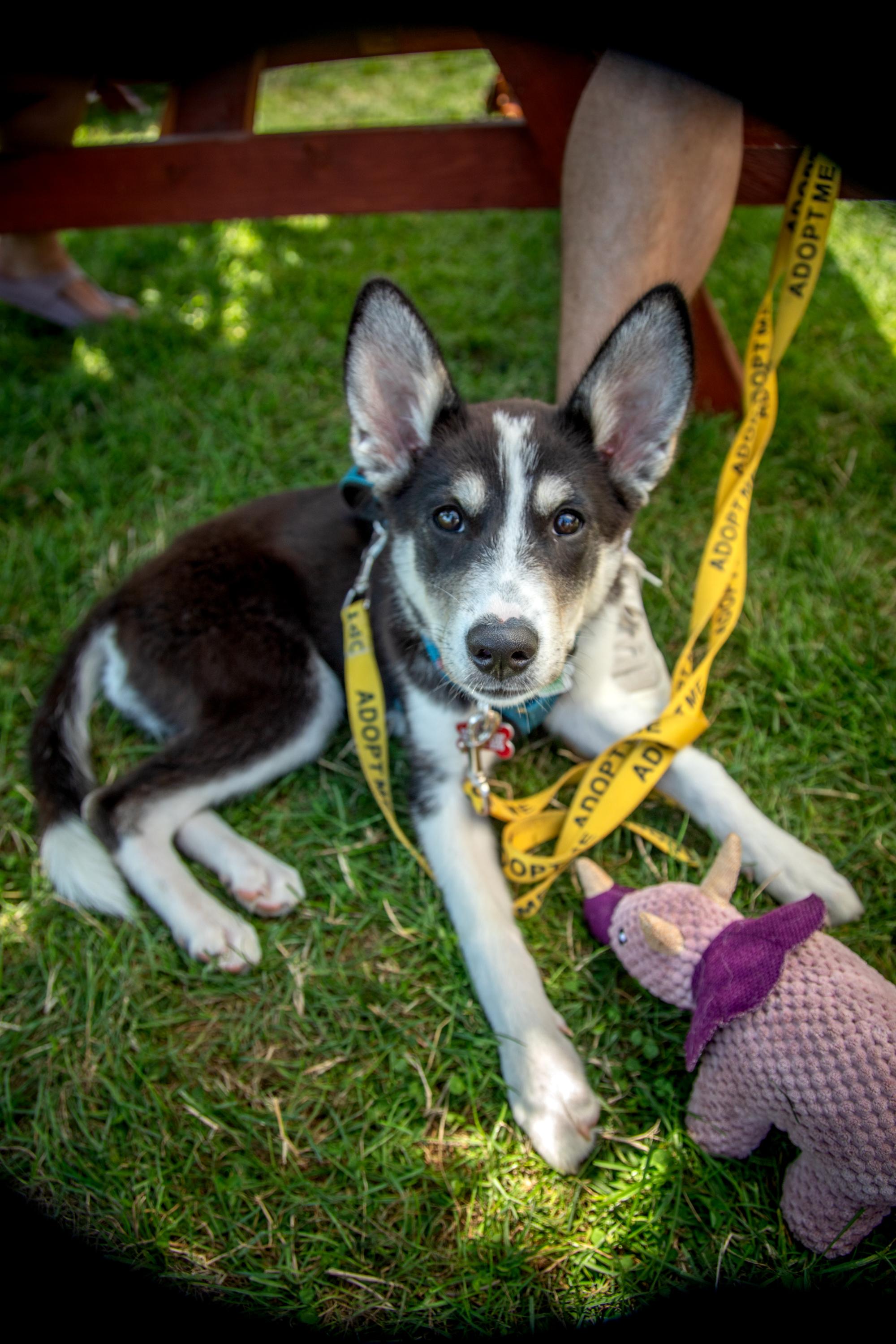 Lottie, a ADOPTABLE mixed breed in Mississauga, ON image 3/6