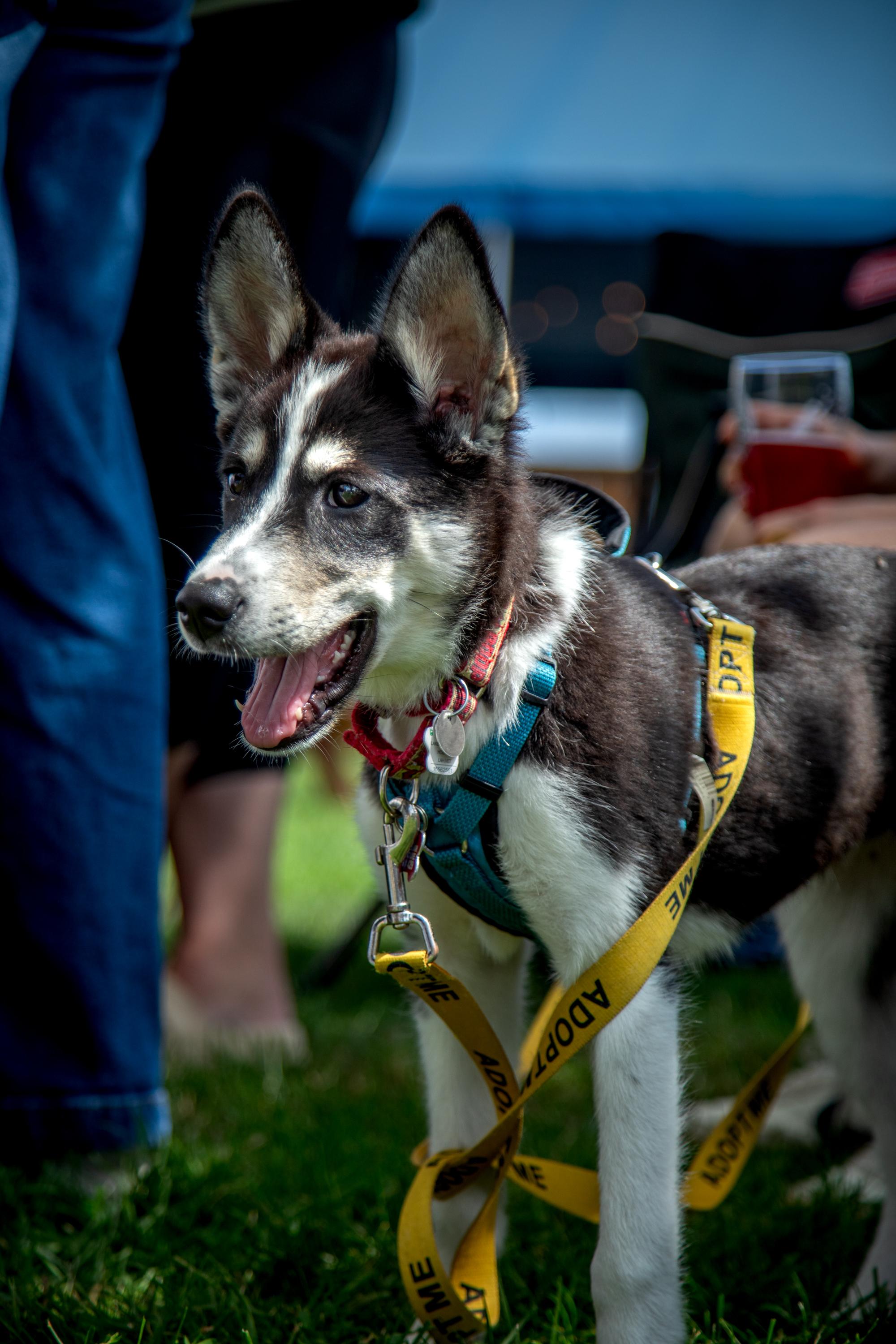 Lottie, a ADOPTABLE mixed breed in Mississauga, ON image 5/6