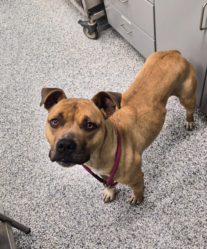 Lewis, Adoptable, Adult Male Terrier.