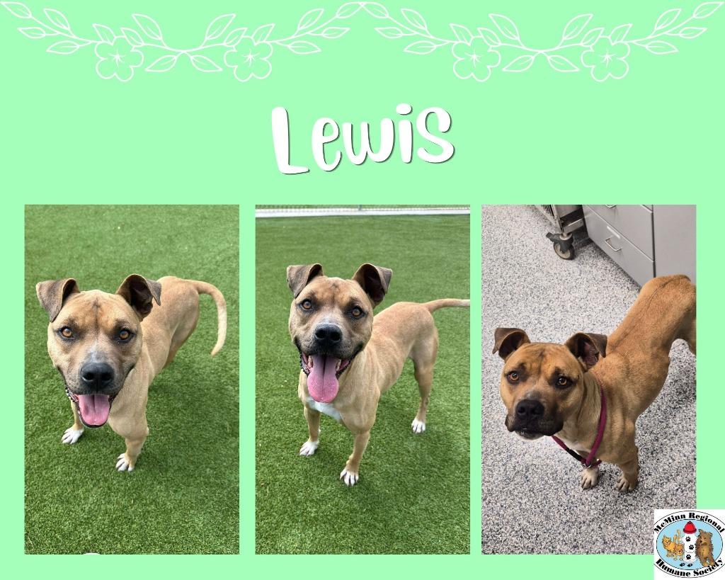 Enlarge Lewis, a Adoptable mixed breed in Athens, TN image 2/2