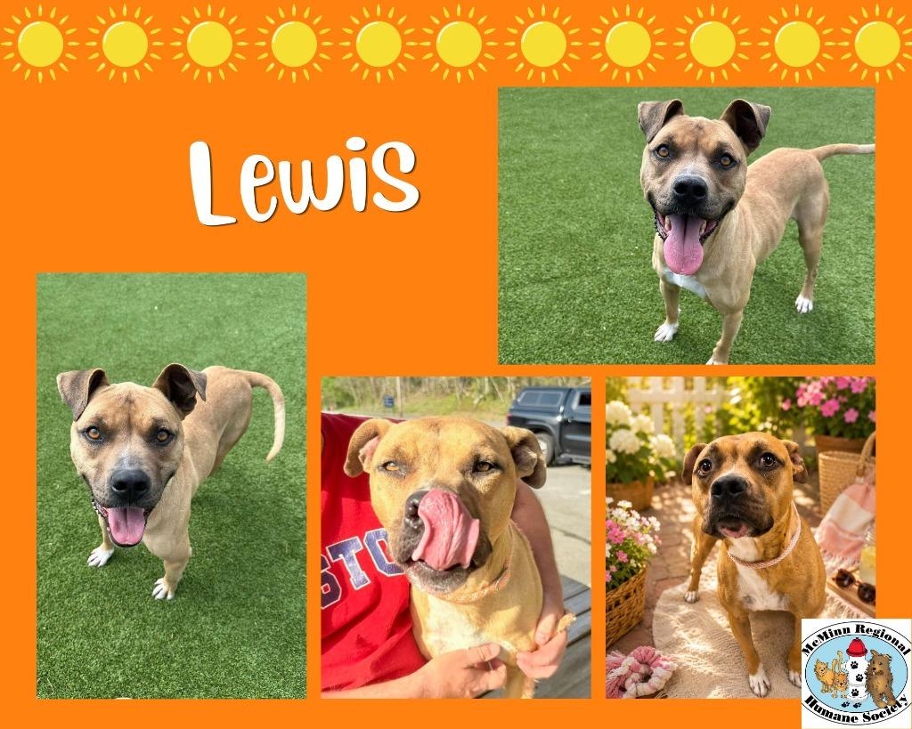 Enlarge Lewis, a Adoptable mixed breed in Athens, TN image 3/3