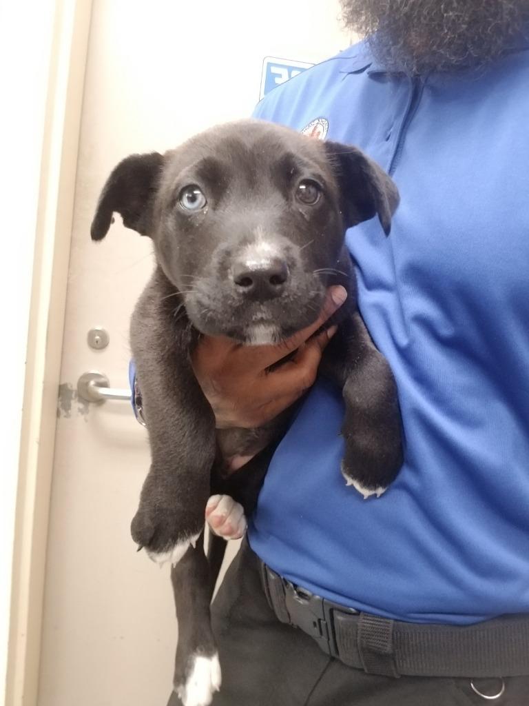 Skye, Adoptable, Puppy Female Mixed Breed.