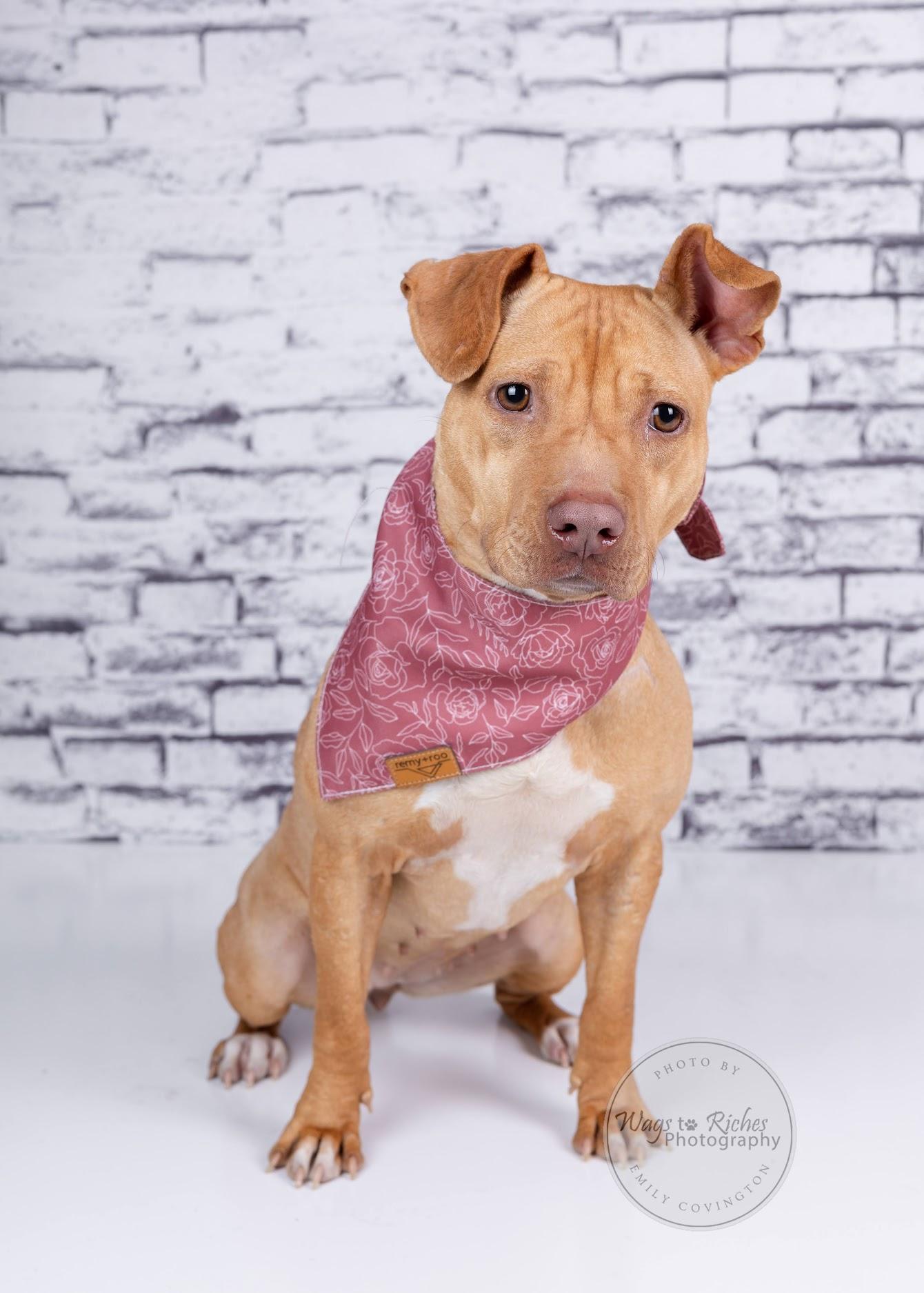 Boo Pup, Adoptable, Adult Female Terrier.