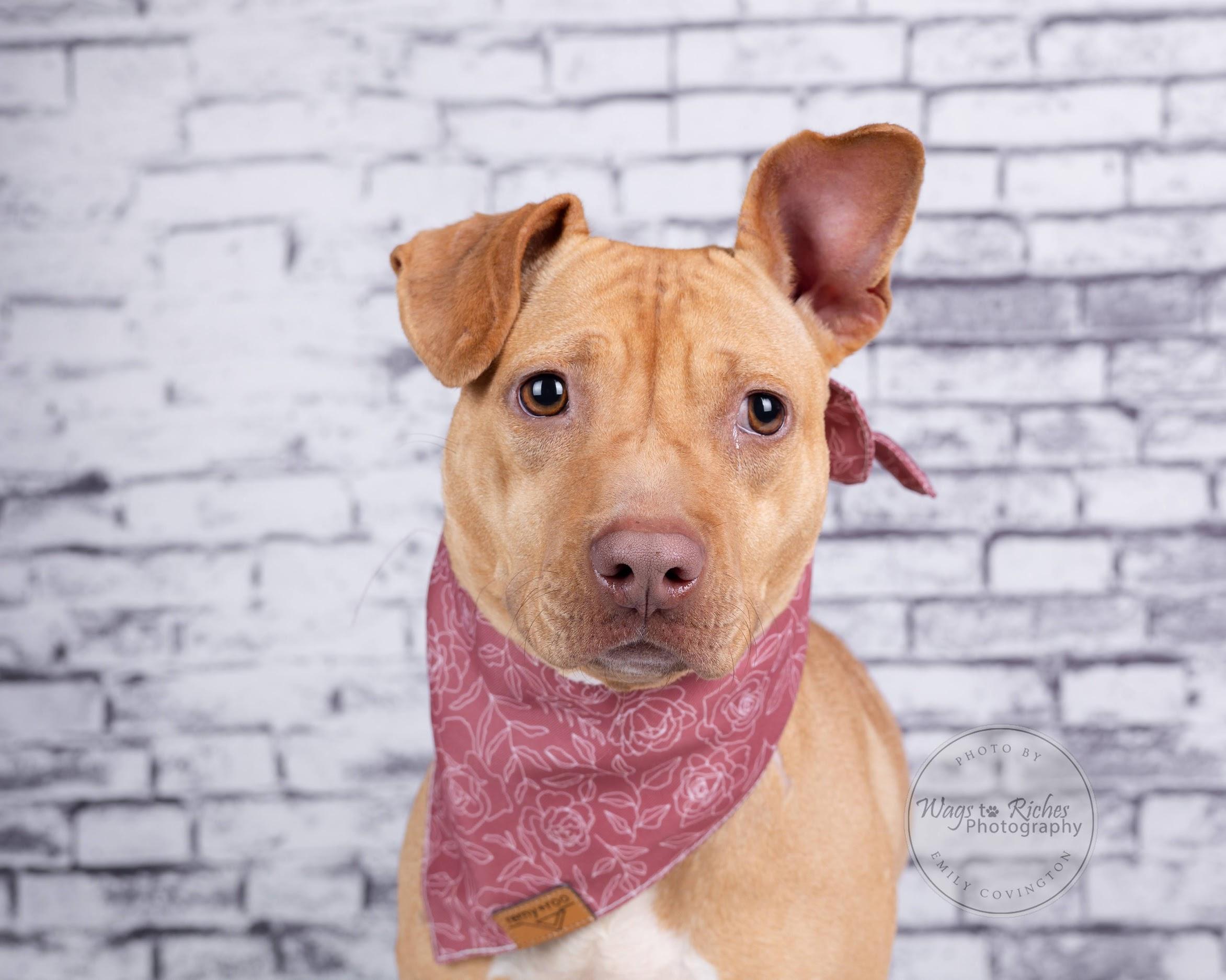 Boo Pup, a Adoptable Terrier in East Providence, RI image 2/6