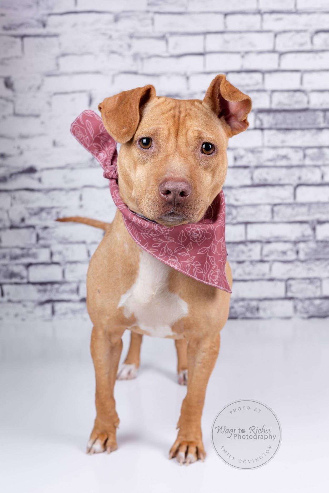 Boo Pup, a Adoptable Terrier in East Providence, RI image 5/6