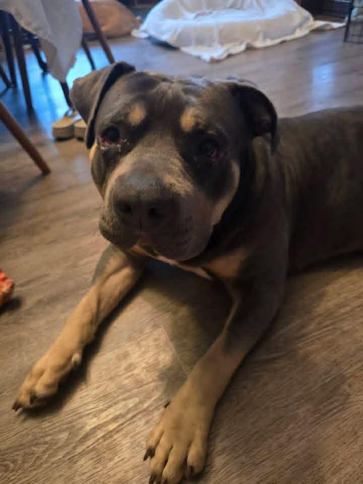 Enlarge Colonel (in a FOSTER home), a ADOPTABLE mixed breed in Springfield, IL image 1/6