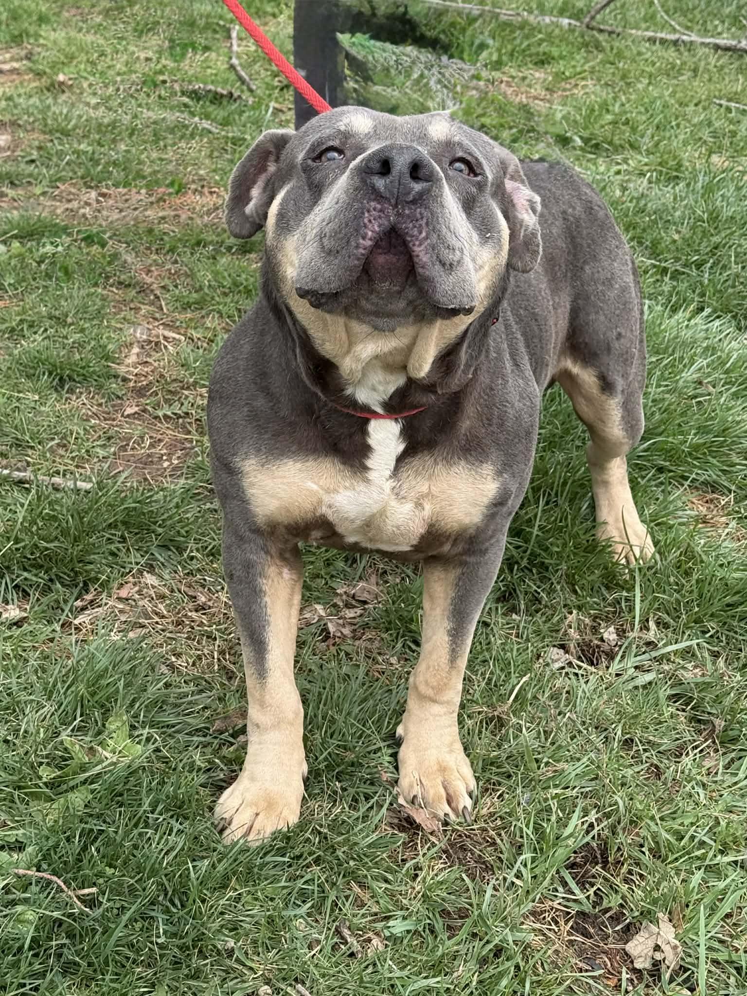 Enlarge Colonel (in a FOSTER home), a ADOPTABLE mixed breed in Springfield, IL image 6/6