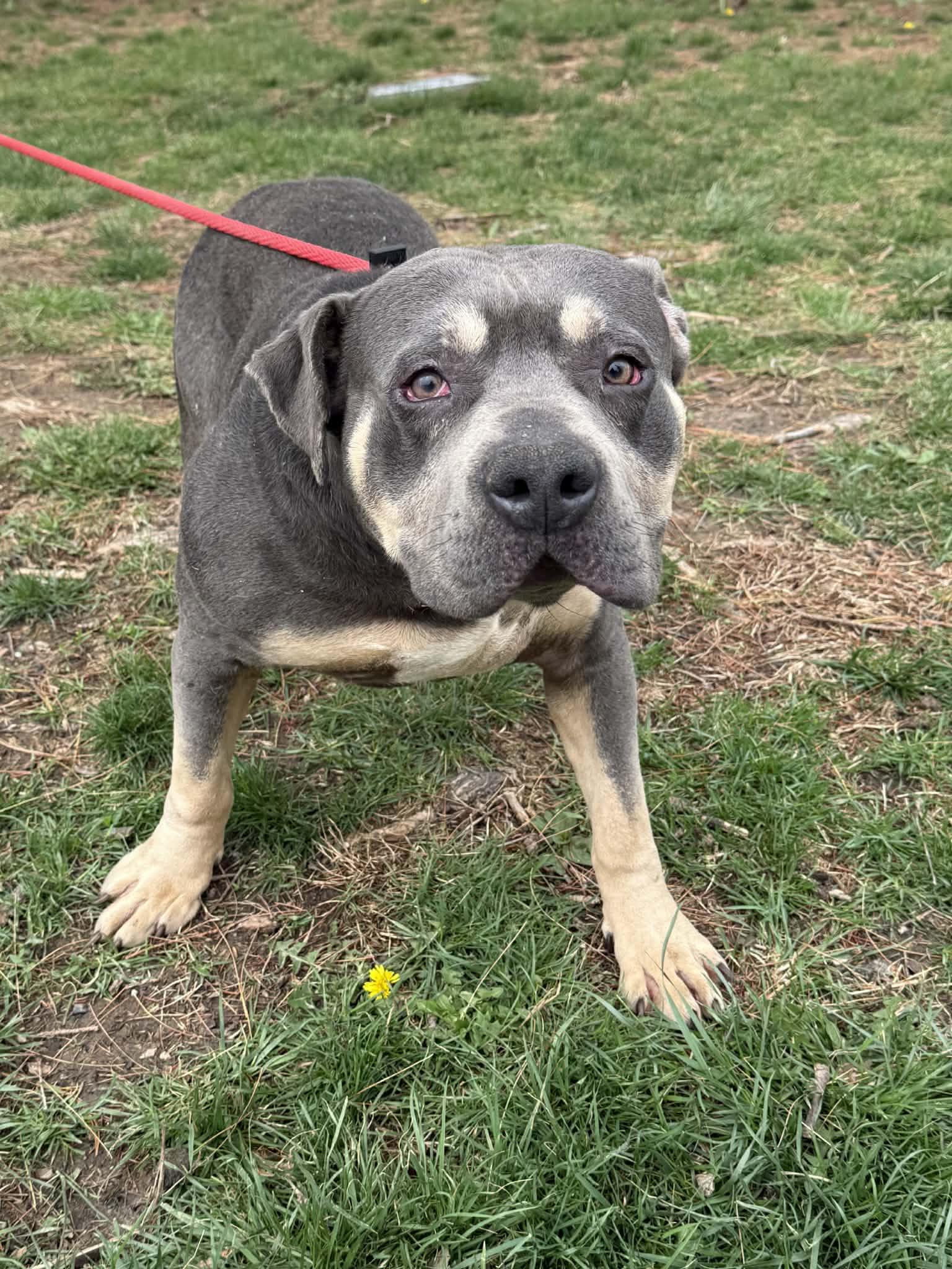 Enlarge Colonel (in a FOSTER home), a ADOPTABLE mixed breed in Springfield, IL image 4/6