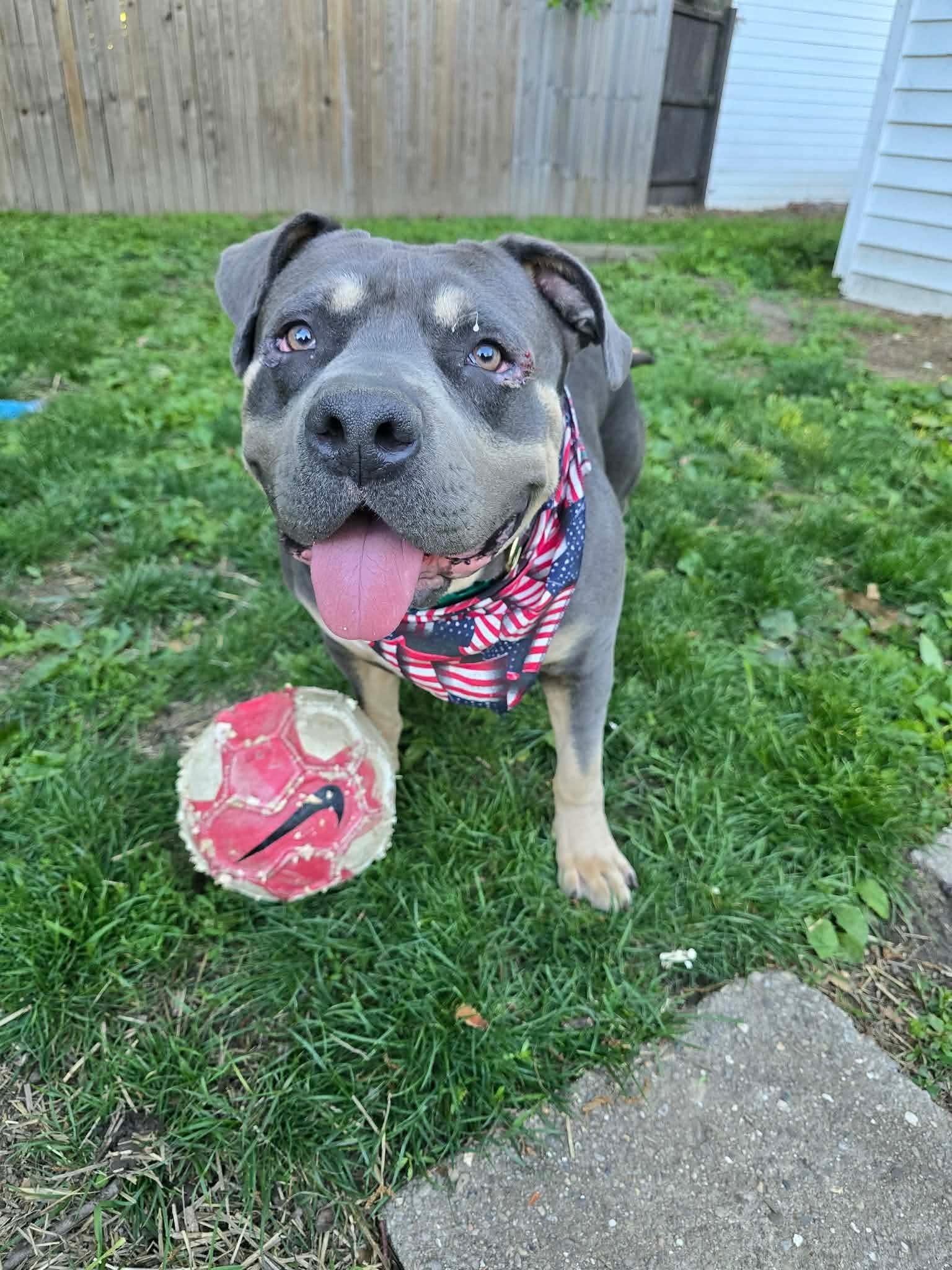 Colonel (in a FOSTER home), ADOPTABLE, Adult Male Pit Bull Terrier.