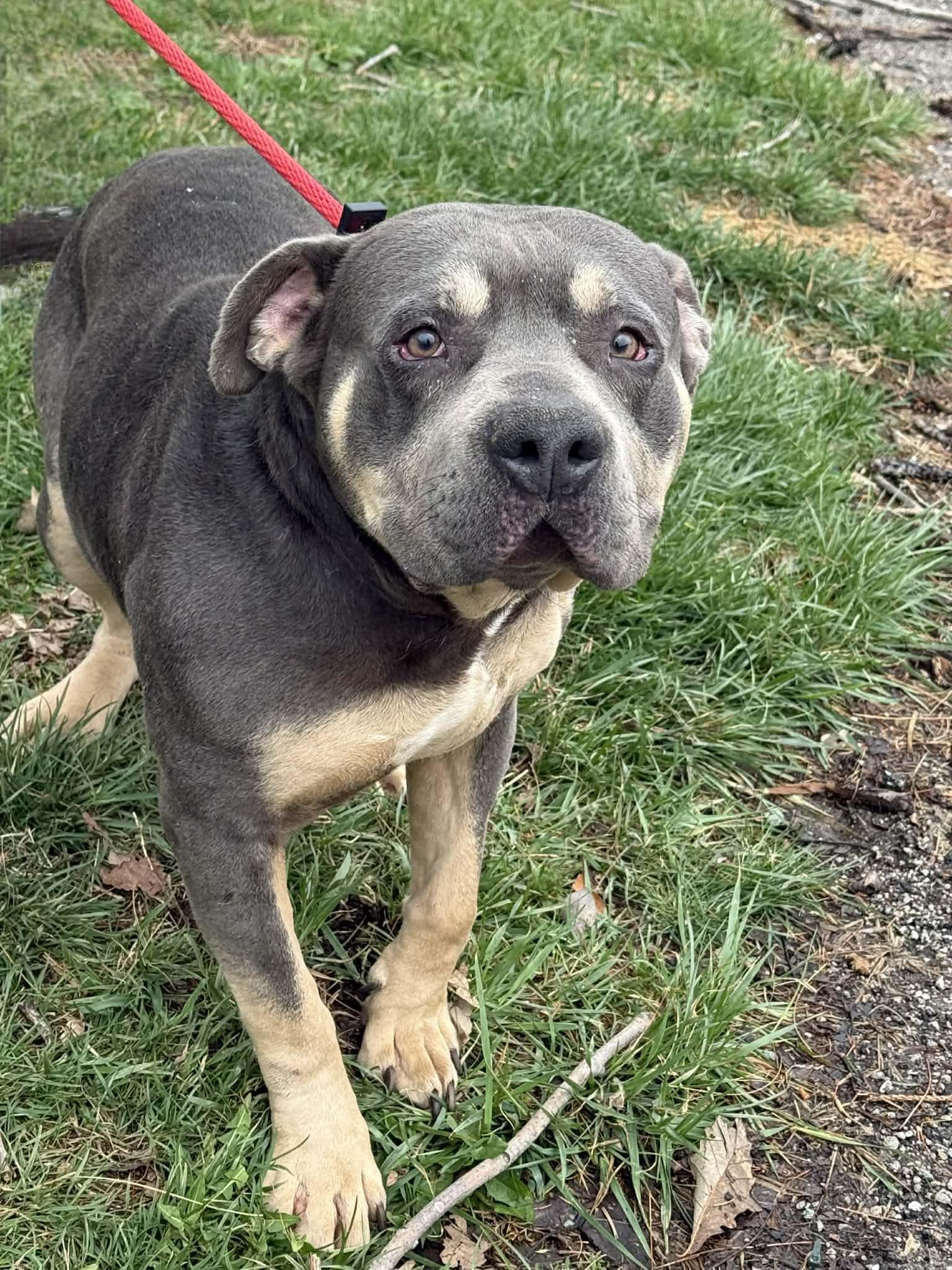 Enlarge Colonel (in a FOSTER home), a ADOPTABLE mixed breed in Springfield, IL image 5/6