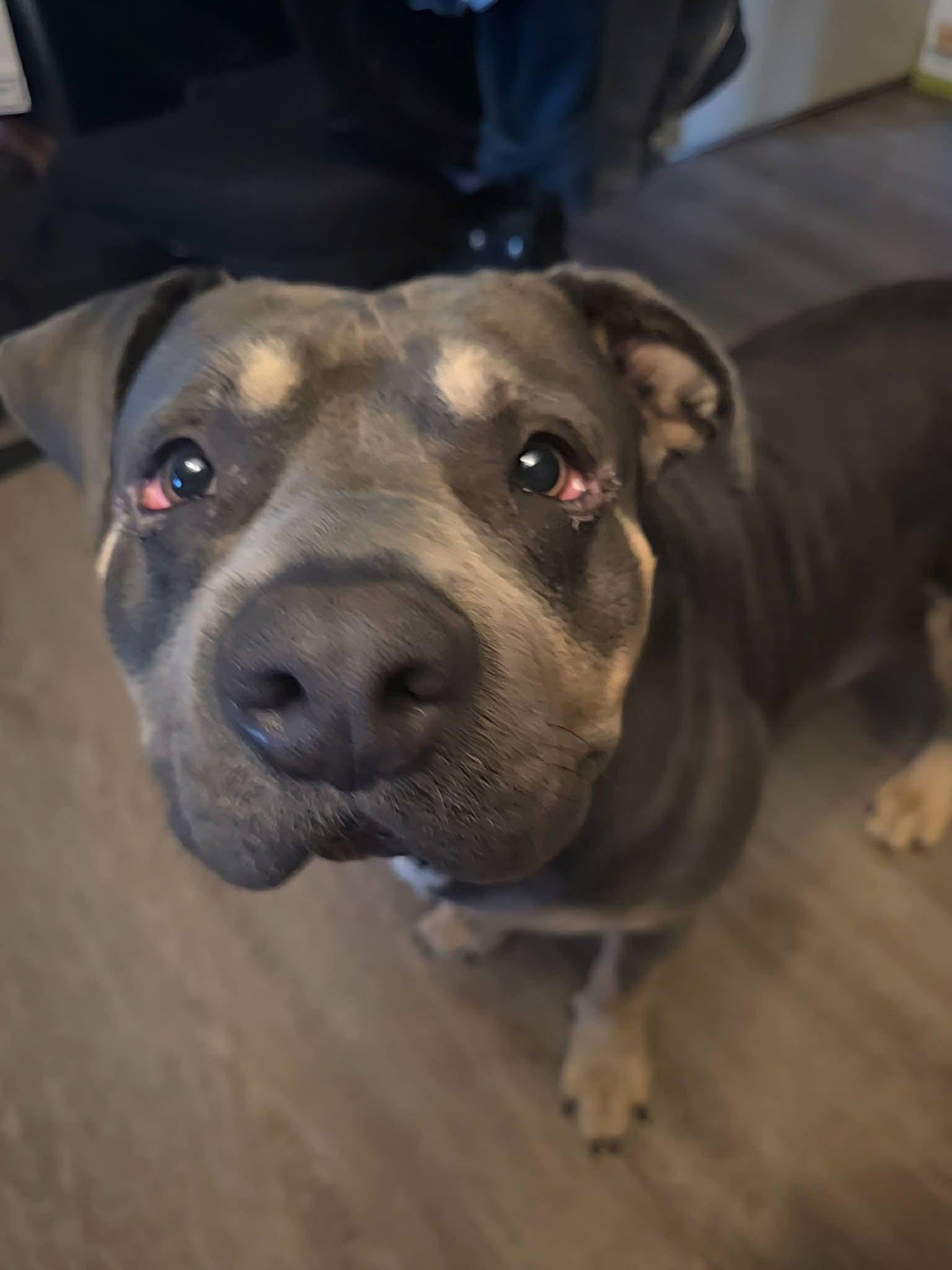 Enlarge Colonel (in a FOSTER home), a ADOPTABLE mixed breed in Springfield, IL image 2/6