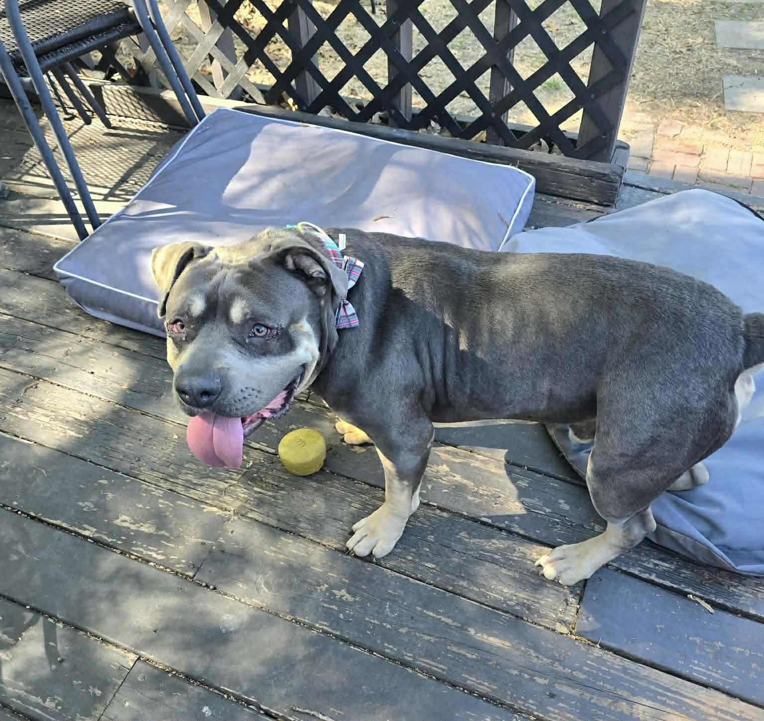 Enlarge Colonel (in a FOSTER home), a ADOPTABLE mixed breed in Springfield, IL image 3/6