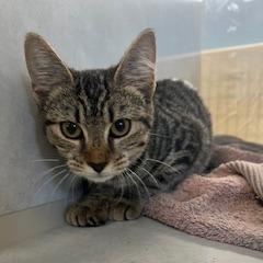 Enlarge Circe, a Adoptable Domestic Short Hair in Berryville, VA image 1/1