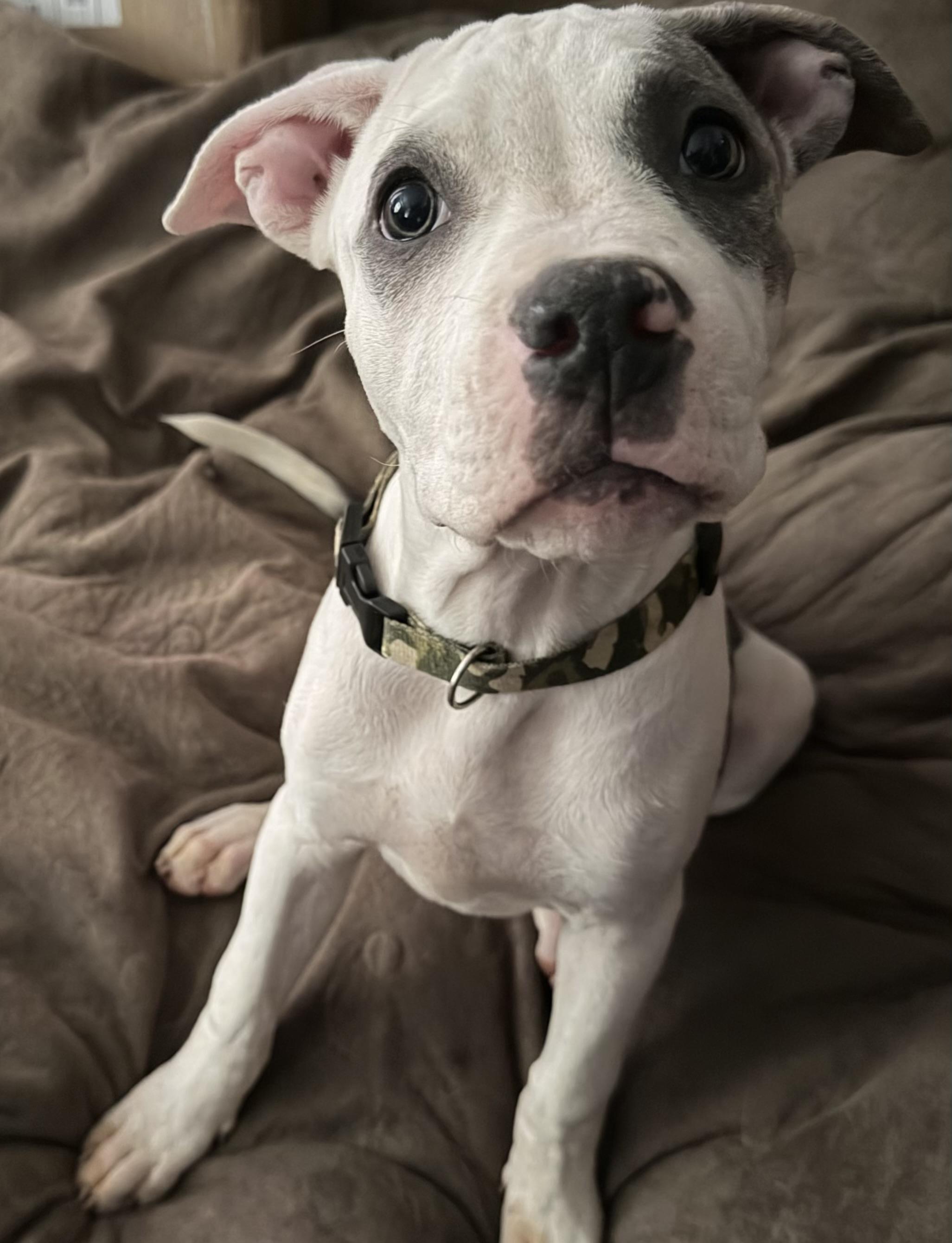 Enlarge Roxie, a Adopted mixed breed in Burleson, TX image 1/4