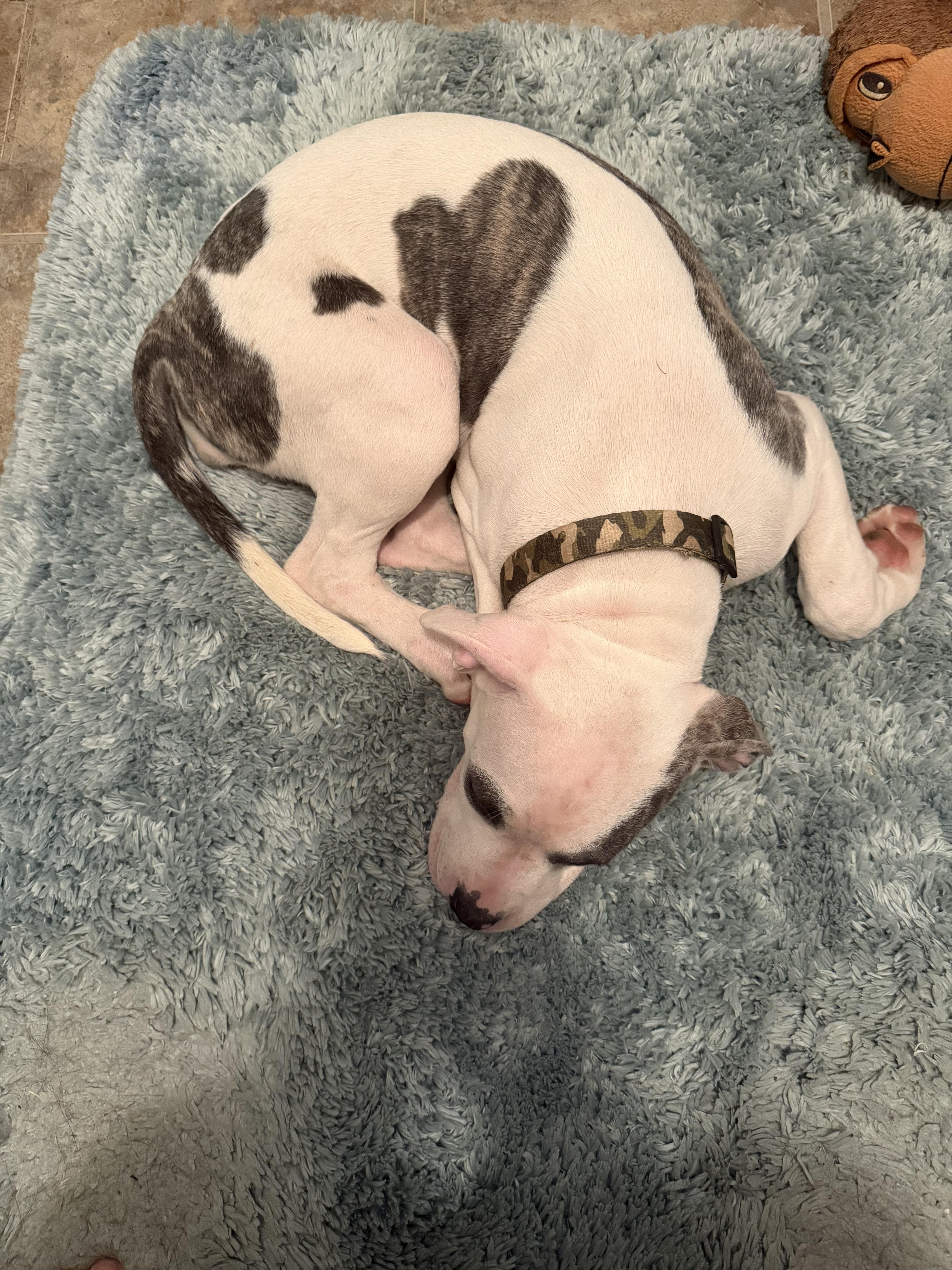 Enlarge Roxie, a Adopted mixed breed in Burleson, TX image 2/4