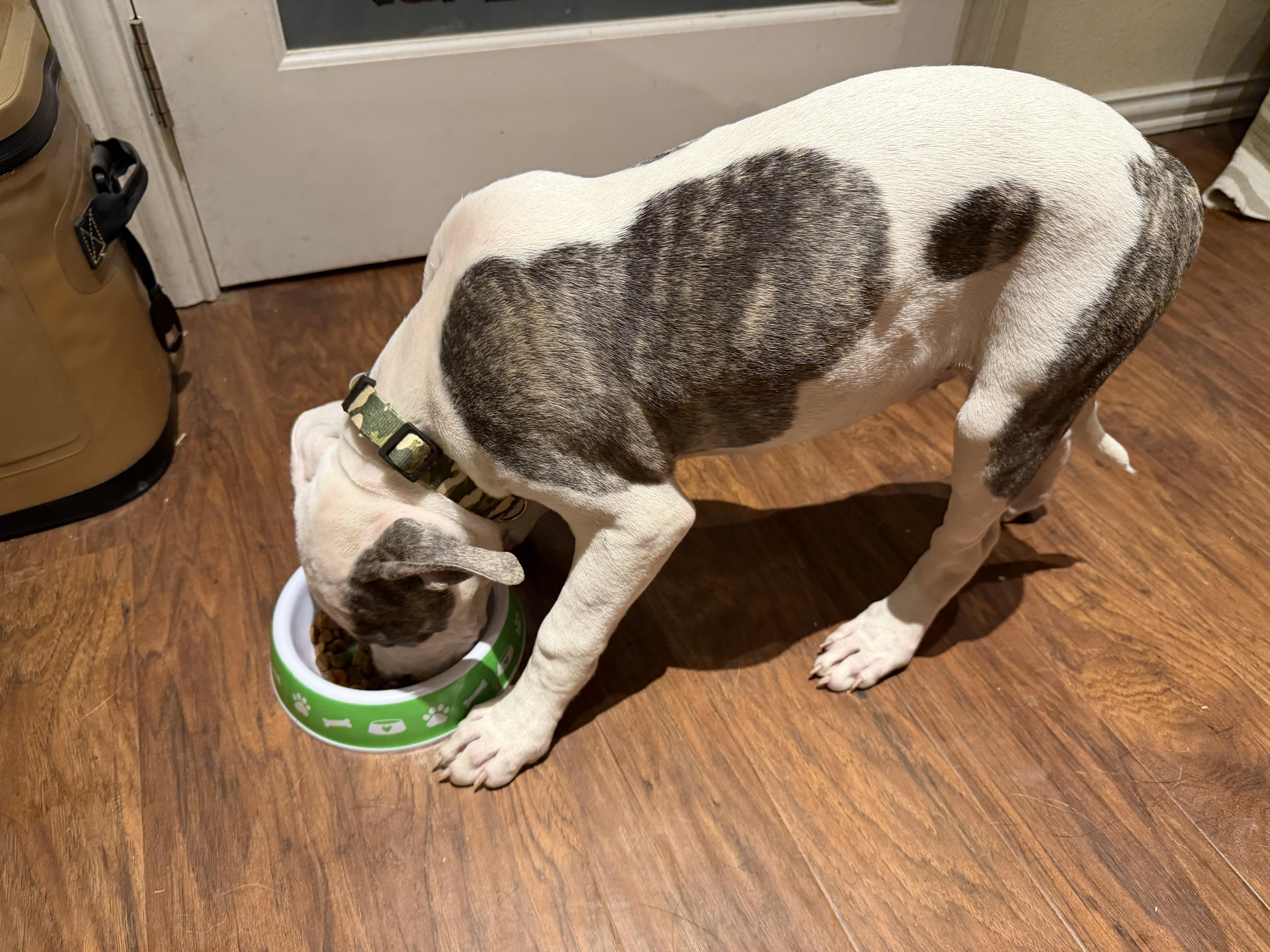 Enlarge Roxie, a Adopted mixed breed in Burleson, TX image 3/4